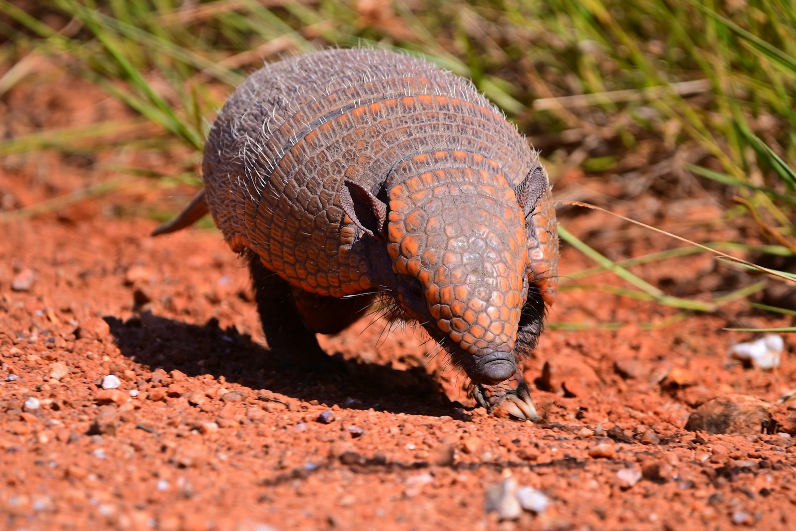 Armadillo Artwork