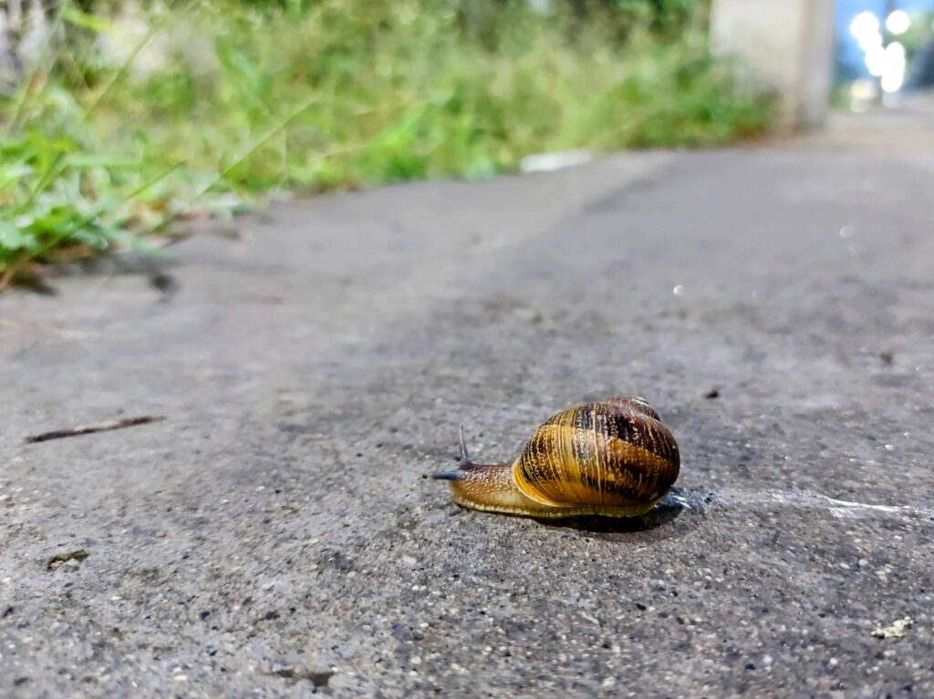a snail crawling on the side of a road