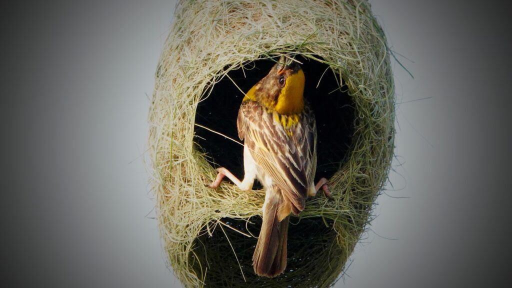 a bird sitting inside of a birdhouse filled with hay